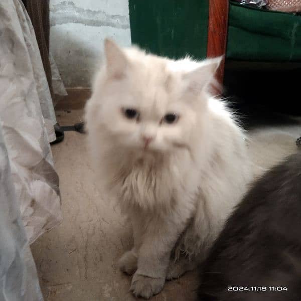 3 persian cats for sale 3