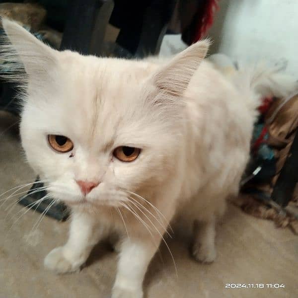 3 persian cats for sale 4