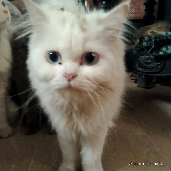 3 persian cats for sale 5