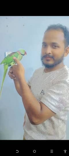 raw parrot