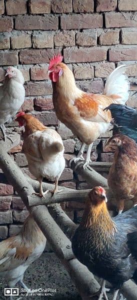 golden Desi egg starter hens 6