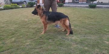 German shepherd female