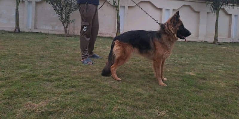 German shepherd female 5