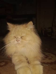 golden Persian cat