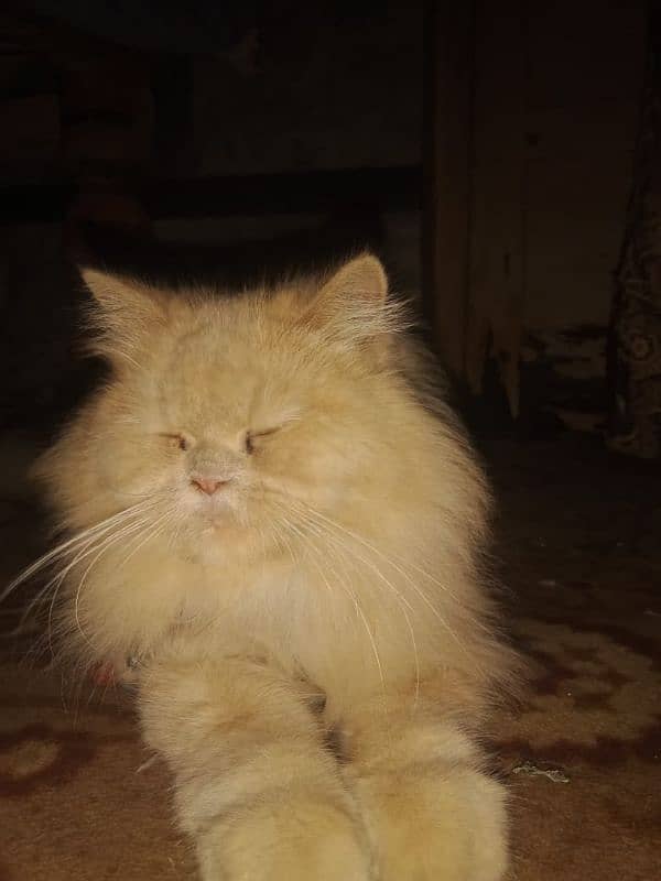 golden Persian cat 0