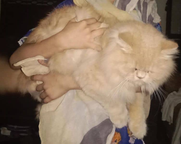 golden Persian cat 1