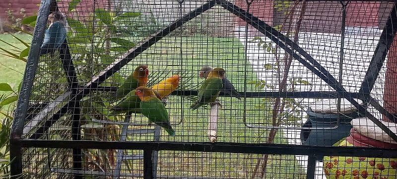 love bird parrot 7 pieces 1