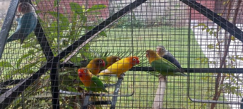 love bird parrot 7 pieces 3