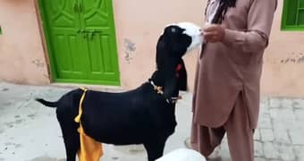 Desi Bakri 2 Bacchon Ka Sath For Sale Call on 0322,6643435