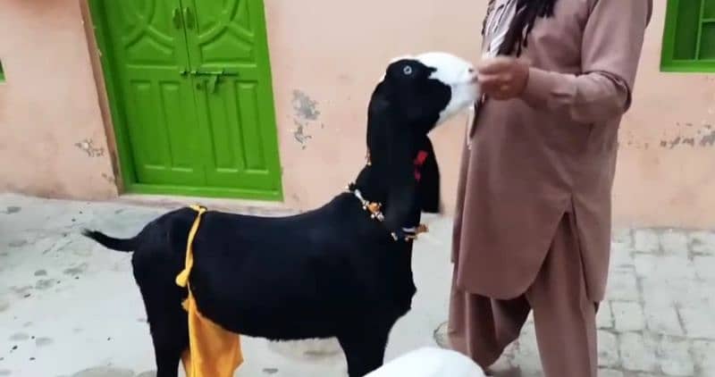 Desi Bakri 2 Bacchon Ka Sath For Sale Call on 0322,6643435 0