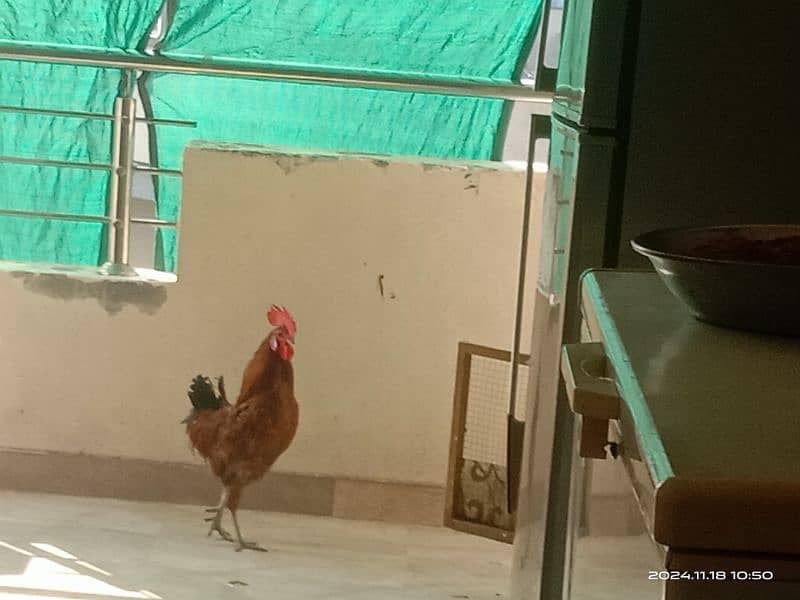 Rooster for sale 1