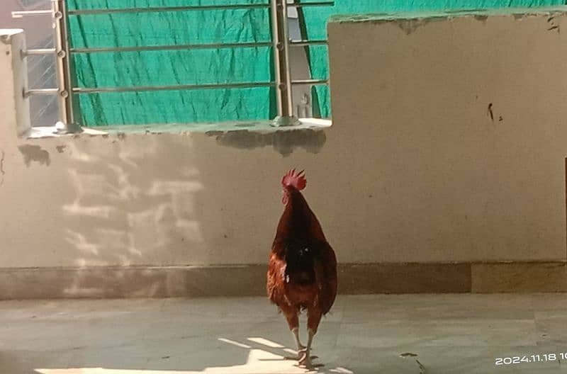 Rooster for sale 2