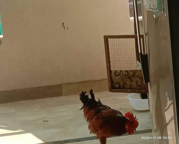 Rooster for sale 3