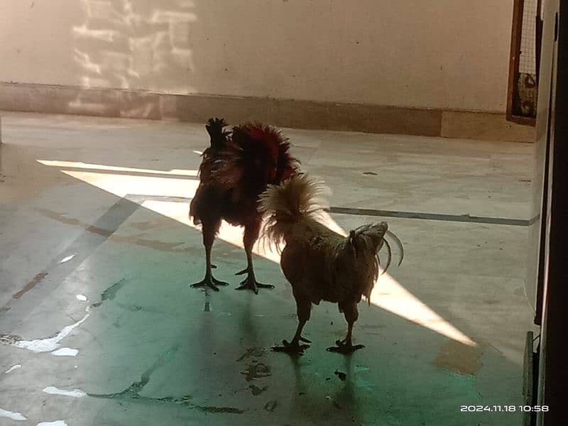 Rooster for sale 4