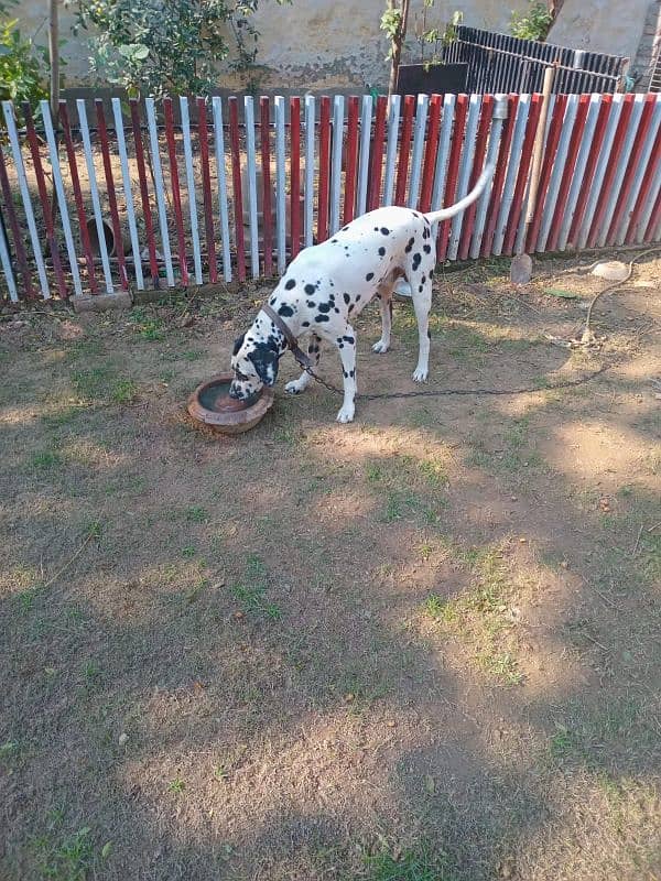 Dalmation Dog 0