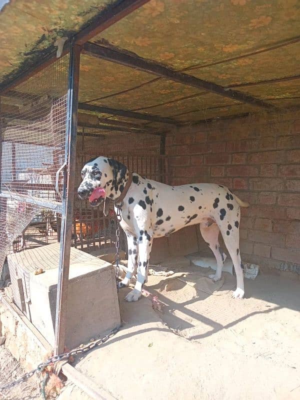 Dalmation Dog 2