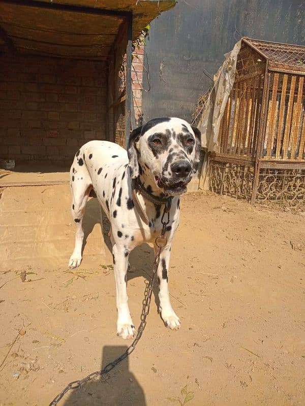 Dalmation Dog 3