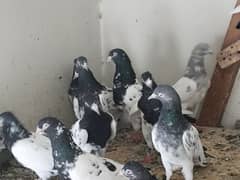 teddy or ram pori pigeon for sell