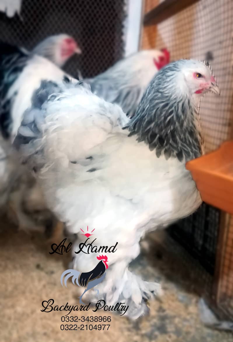 Light Columbian Brahma Chicks 4