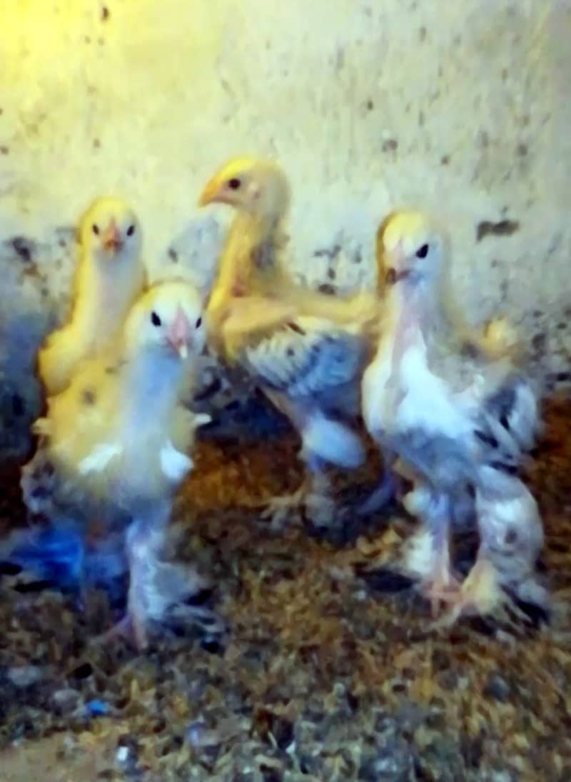 Light Columbian Brahma Chicks 6