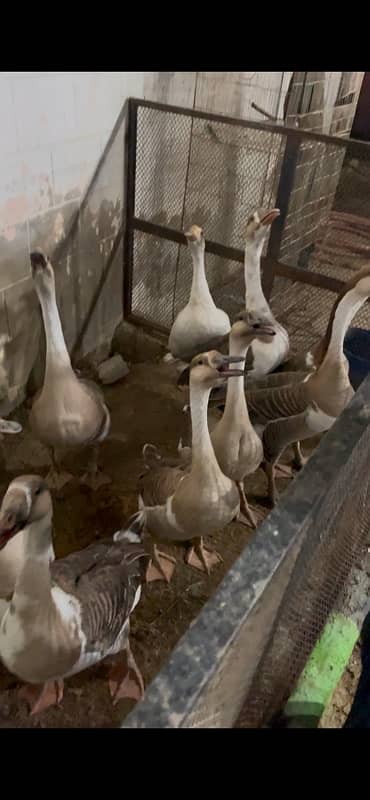 Long Neck Ducks Breeder 2 pair 0