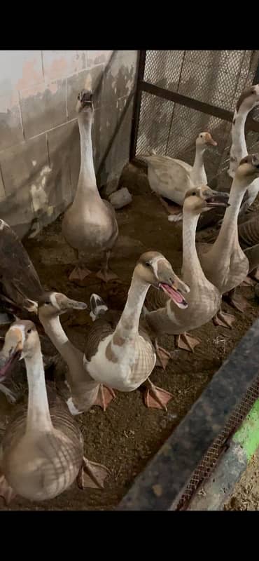 Long Neck Ducks Breeder 2 pair 1