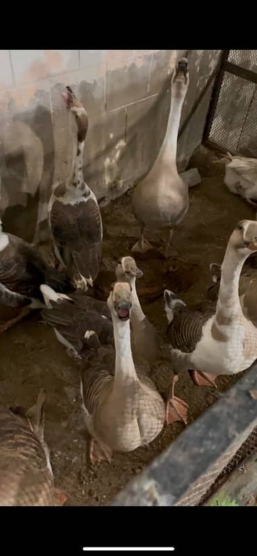 Long Neck Ducks Breeder 2 pair 2