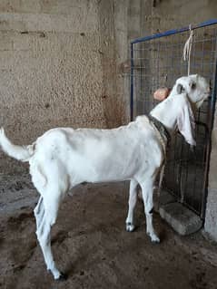 Bakra