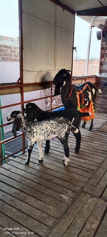 Desi Beetal bakri with 2 baby and Breeder bakra 1