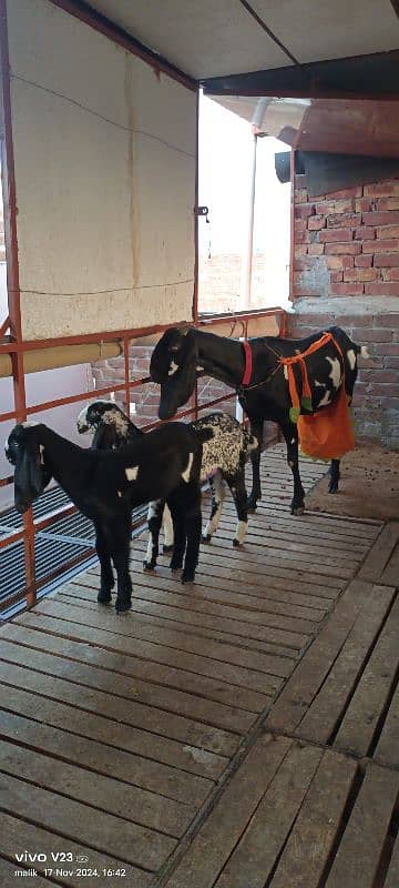 Desi Beetal bakri with 2 baby and Breeder bakra 2