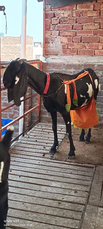 Desi Beetal bakri with 2 baby and Breeder bakra 3