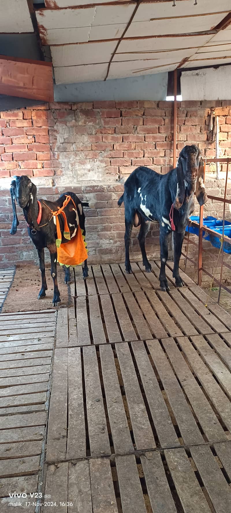 Desi Beetal bakri with 2 baby and Breeder bakra 6