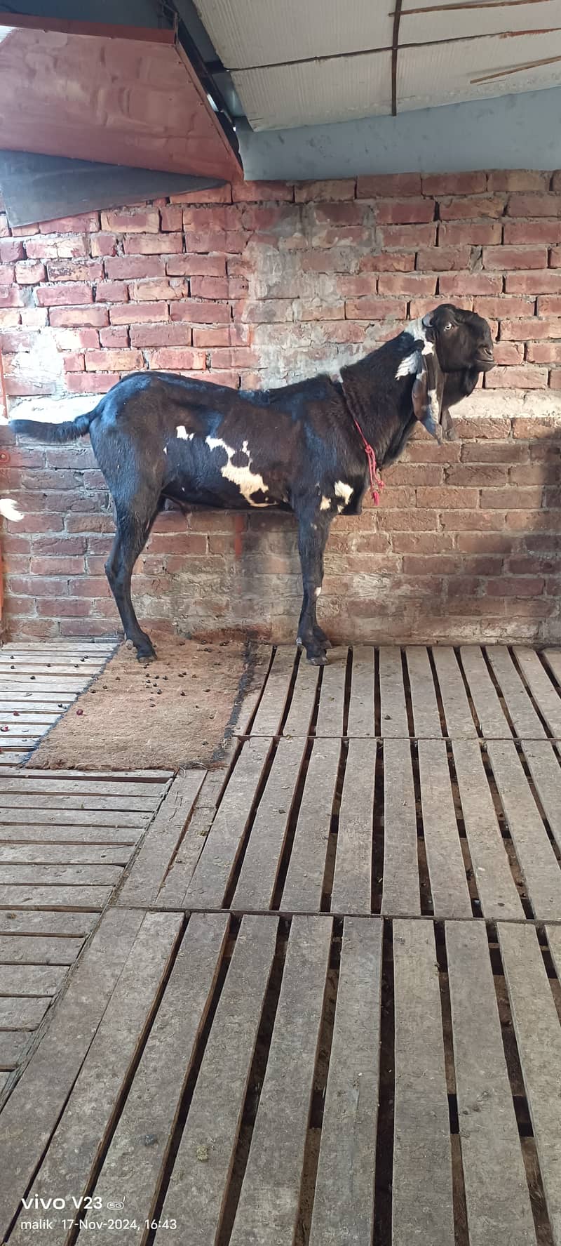 Desi Beetal bakri with 2 baby and Breeder bakra 7