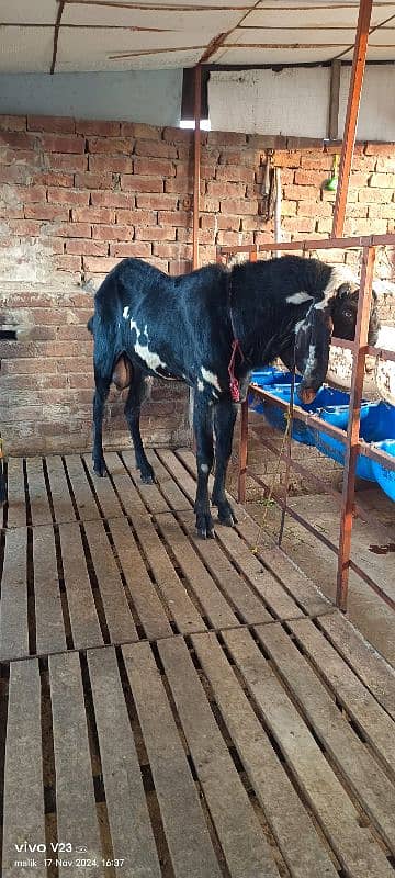 Desi Beetal bakri with 2 baby and Breeder bakra 8