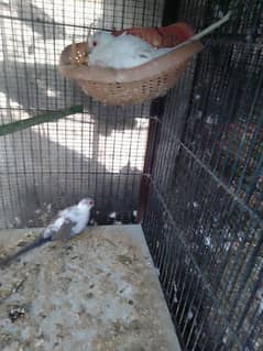 Diamond pied dove breeder