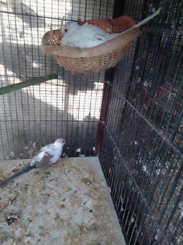 Diamond pied dove breeder 0