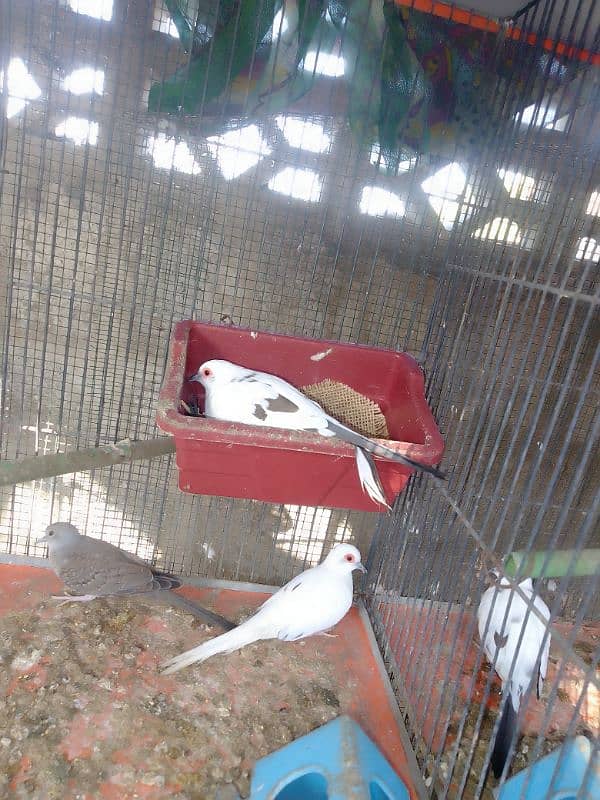 Diamond pied dove breeder 1