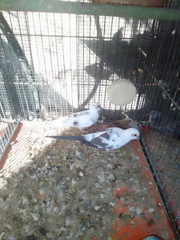 Diamond pied dove breeder 2