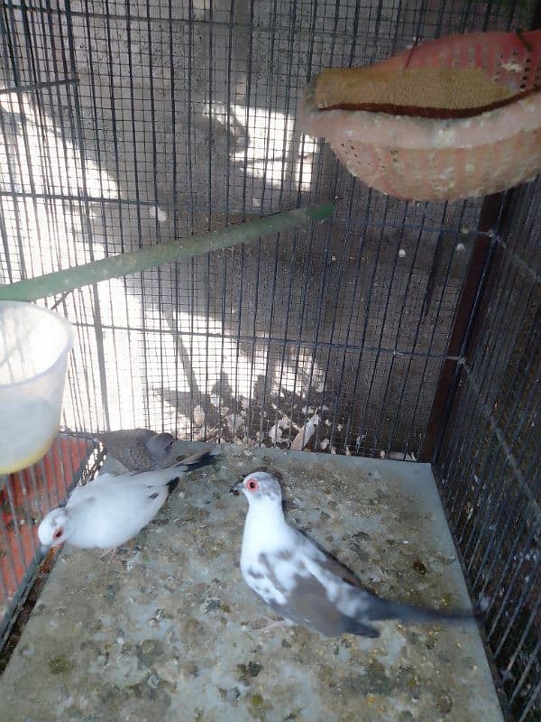 Diamond pied dove breeder 3