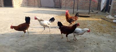 5 Male hen For Sales