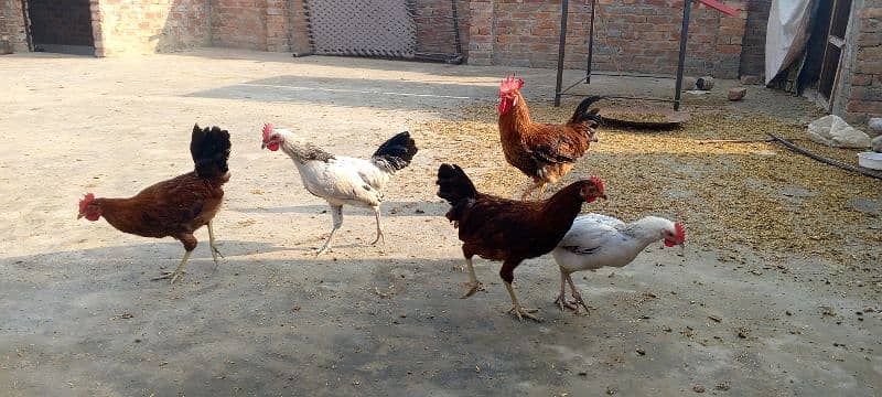 5 Male hen For Sales 0