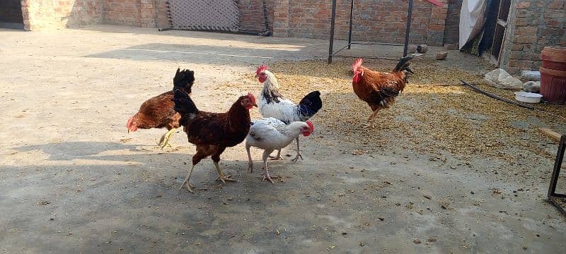 5 Male hen For Sales 1