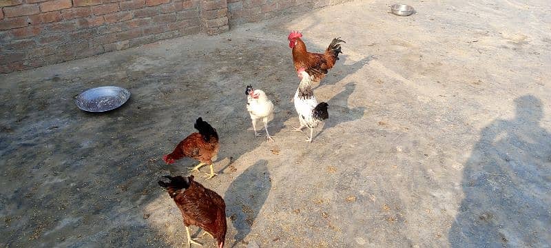 5 Male hen For Sales 3