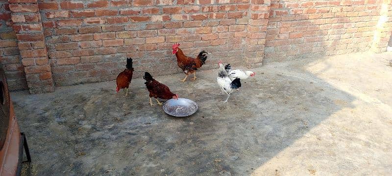 5 Male hen For Sales 4