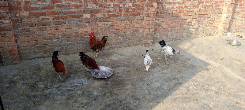 5 Male hen For Sales 5