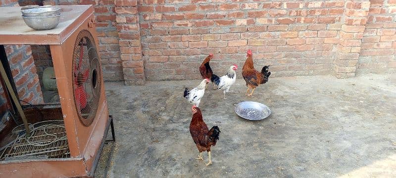 5 Male hen For Sales 6