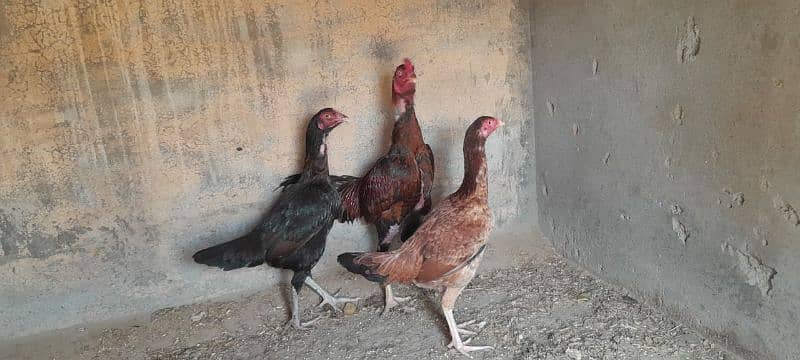 Aseel Mianwali Murgha and Murghi for sale 0