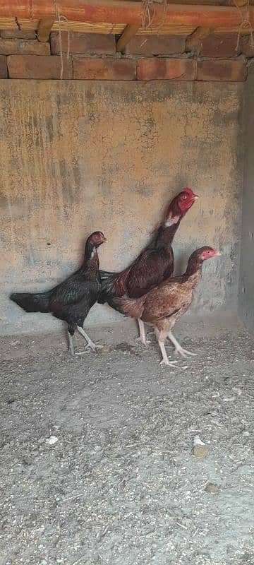 Aseel Mianwali Murgha and Murghi for sale 1