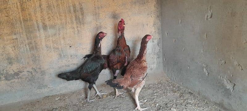 Aseel Mianwali Murgha and Murghi for sale 2