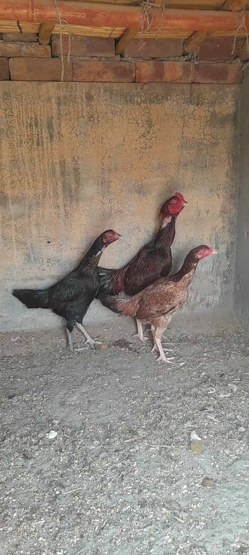 Aseel Mianwali Murgha and Murghi for sale 3